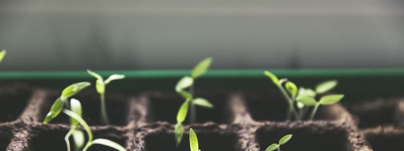 plant-1474807_1920-800x300